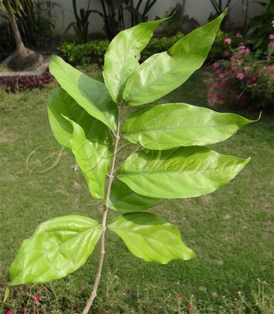  Branch